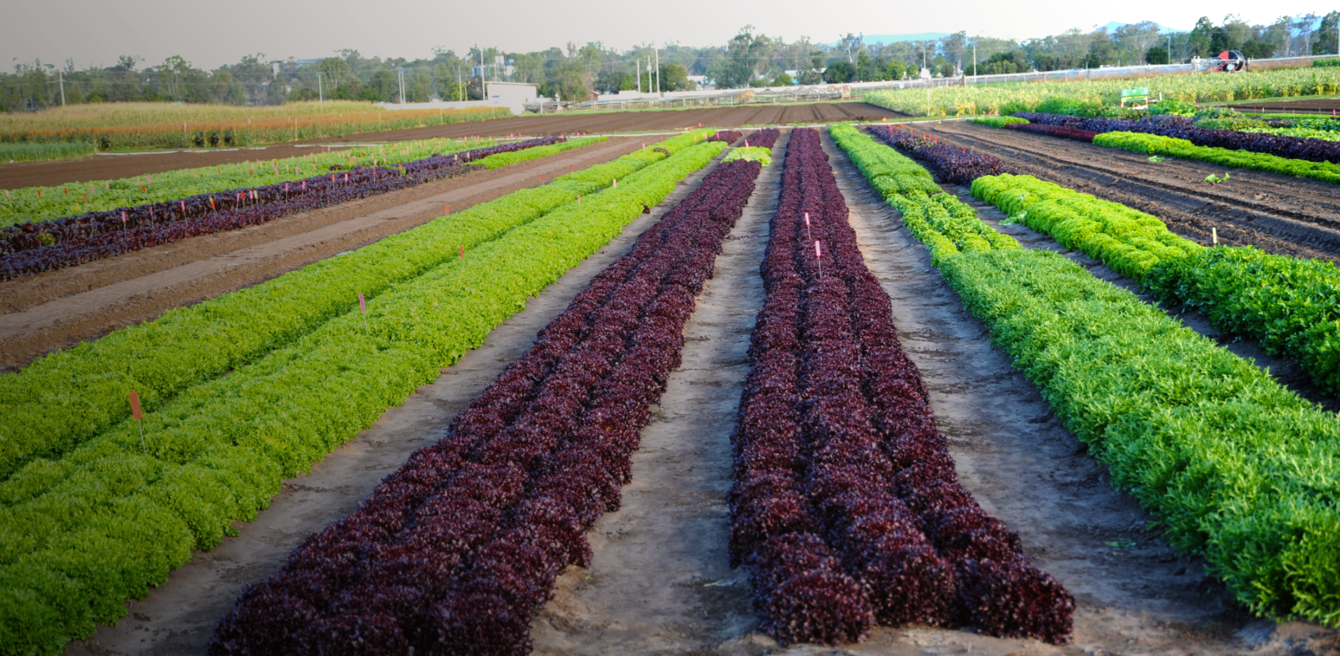 Unique Products, Direct interaction with growers.